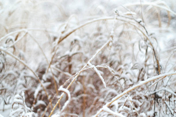 Dry winter plants covered by snow, limited focus