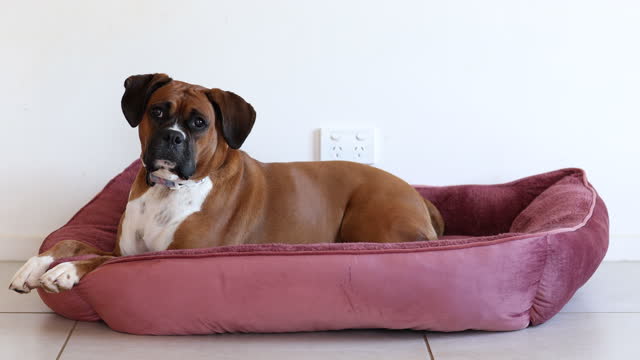Boxer Dog Laying in Dog bed Looking straight with Head Tilt