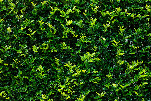 Close-up of a healthy planted wall.