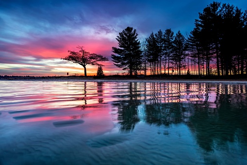 A lone tree at Milarrochy Bay on the shores of Loch Lomond, near the village of Balmaha, Scotland, UK.