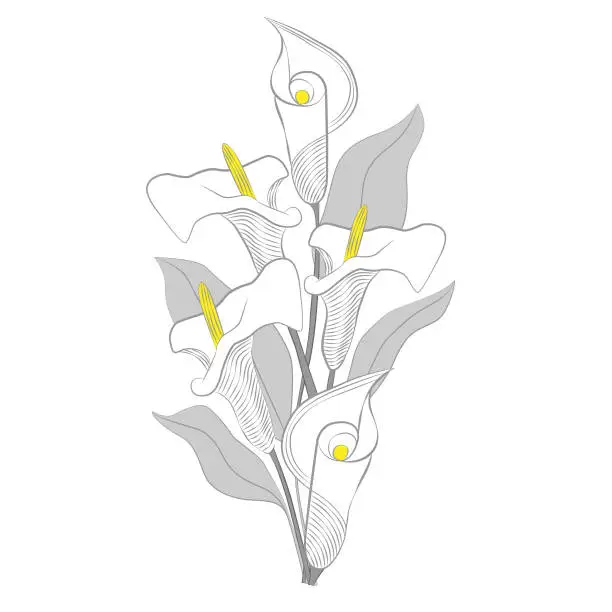 Vector illustration of Hand drawn Calla Lilies