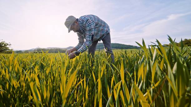 istock Farmer examining wheat crops at sunset in spring. 1447523610