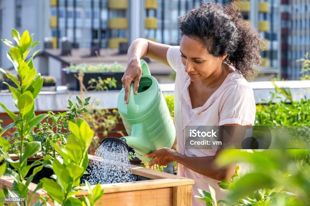 Woman watering her plants on the rooftop terrace garden Hispanic woman watering her tomato plants on the urban rooftop terrace. Gardening Stock Photo