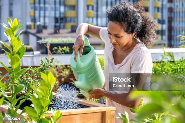 Woman Watering Her Plants On The Rooftop Terrace Garden Stock Photo - Download Image Now