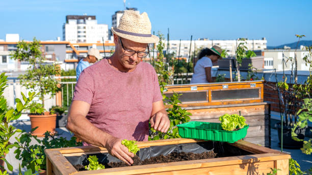 istock Man placing the seedling in the planting hole 1447523834
