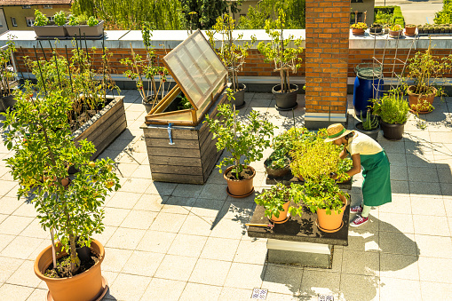 High angle view of young hispanic woman taking care of her plants on the urban rooftop garden terrace.