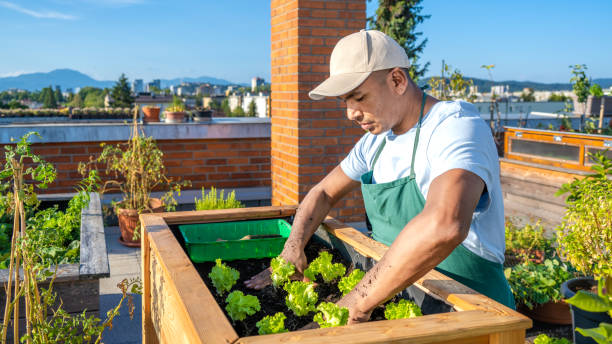 istock Man covering the seedling with soil 1447523863