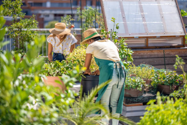 istock Urban gardening together on a rooftop 1447523864