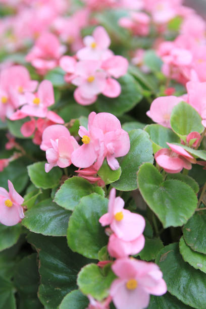 istock a blurry defocused image of begonia flower 24 March 2012 1447524021