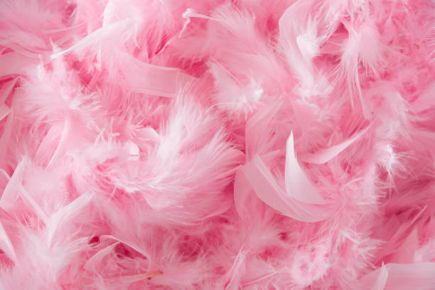 istock background of pink feathers beautiful tactile soft surfaces and texture 1447524998