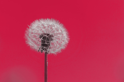Abstract background with fluffy dandelion toned in viva magenta color with space for text. Beautiful view of dandelion plant in monochrome color. Trendy color 2023