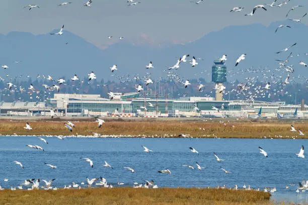 A flock of Snow Geese landing near the Vancouver International Airport YVR.