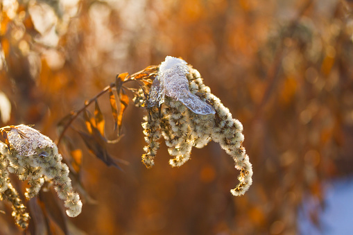 Nature background with dry goldenrod flower covered with snow on sunny day