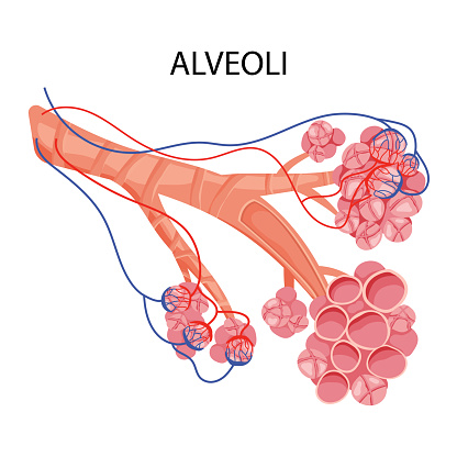 Pulmonary alveoli structure with capillaries. Medical vector illustration, cartoon style