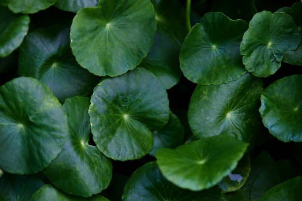 istock Close-up of water pennywort leaf 1447527730