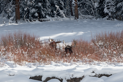 Two large bull moose with huge antlers grazing, looking in northwestern Wyoming, Yellowstone National Park, USA.