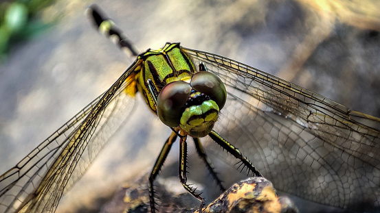 green dragonfly lands on the rocks