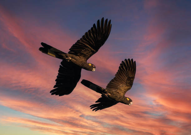 Flock of yellow tailed black cockatoos. Flock of yellow tailed black cockatoos on the north coast of New South Wales, Australia. cockatoo stock pictures, royalty-free photos & images