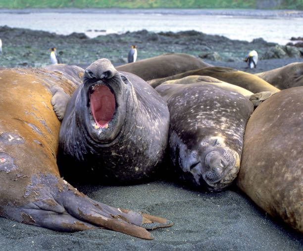 istock Elephant seals on Macquarie island . 1447530947