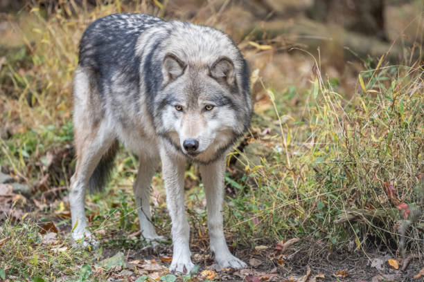 istock Beautiful Gray Wolf Standing in Autumn Woods 1447531077