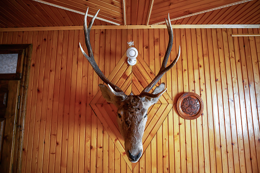 Antique mounted head horned deer hang in hunter wooden lodge. Vintage stuffed animal face with large antlers, plate in room. House decorating with stag hunt trophy on wood wall background front view