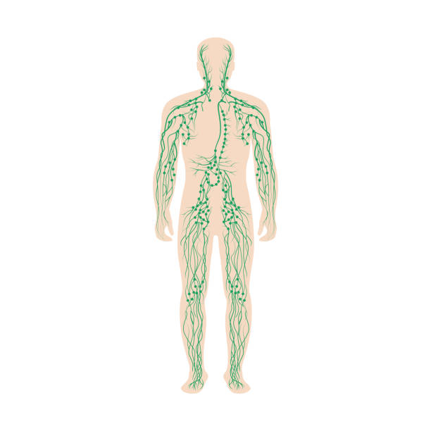 男性の体にラベル付けされたリンパ系 - lymphatic system点のイラスト素材／クリップアート素材／マンガ素材／アイコン素材