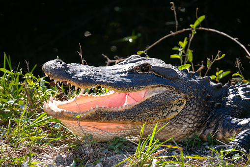 Florida alligator along the shore in a wetland area