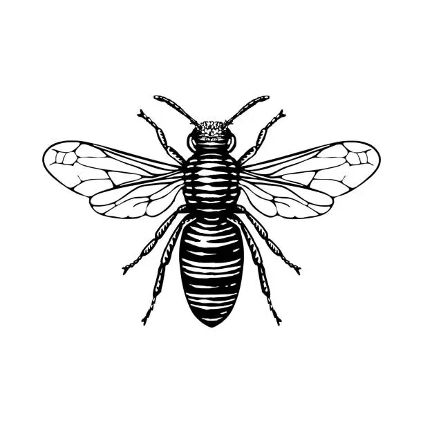 Vector illustration of Honey bee