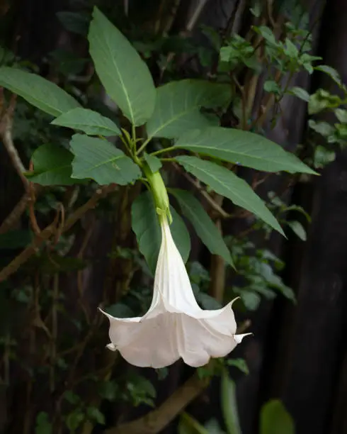 Angel trumpet flower opens its vibrant white petals as it hangs decoratively from a green leafy plant.
