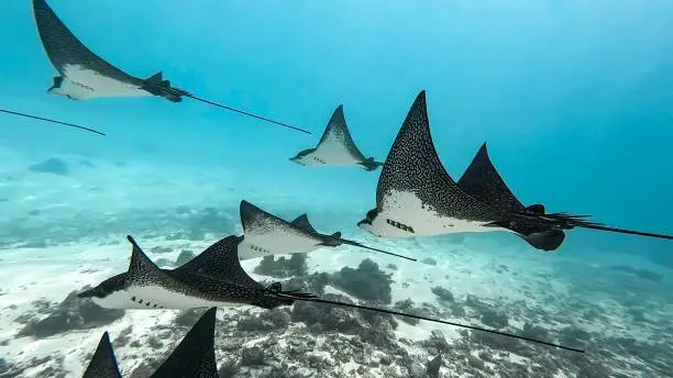 Magnifique banc de raie aigle , photo prise dans le lagon de moorea en Polynésie française