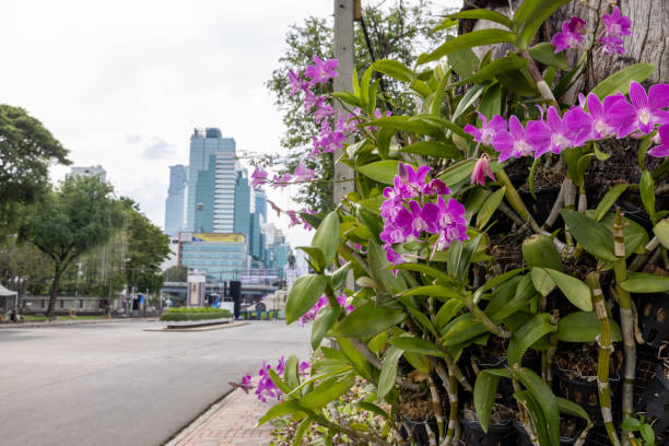 Contrast of nature and city, urban sustainability concept.
