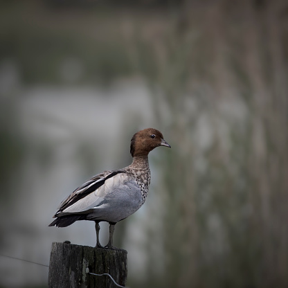 Male Wood Duck perched on a pole by the water