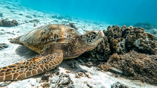 tortue de mer - turtle photos et images de collection