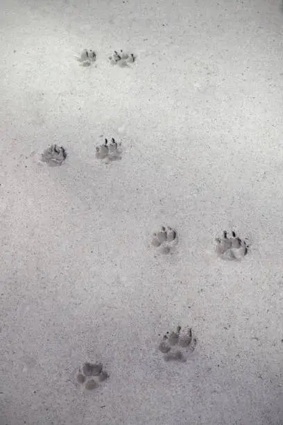 Photo of dog paw prints in concrete