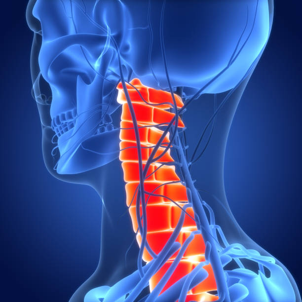 istock Spinal Cord Vertebral Column Cervical Vertebrae of Human Skeleton System Anatomy 1447546820
