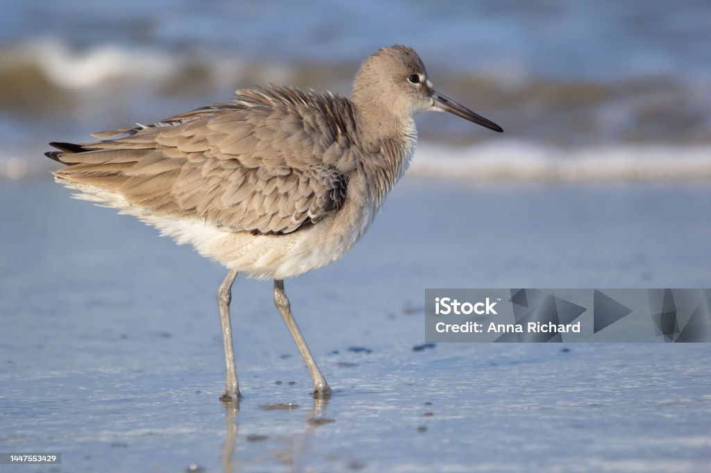 해안 조류 Willet은 바다 해변의 물 속에 서 있습니다 World Series of Birding에 대한 스톡 사진 및 기타 ...