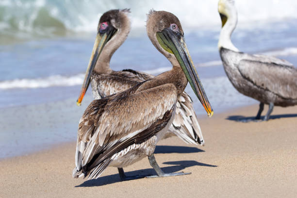 istock Brown pelicans are standing on the sandy ocean beach with waves. 1447553500