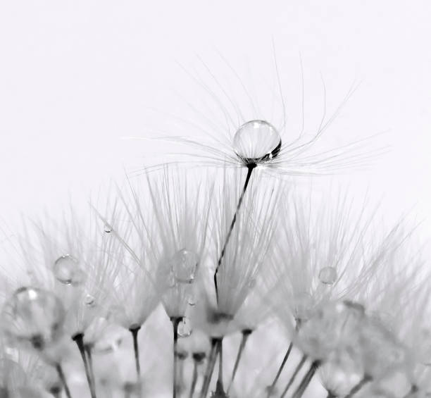 istock Water Drop Rests in the Dandelion Seed. 1447554654