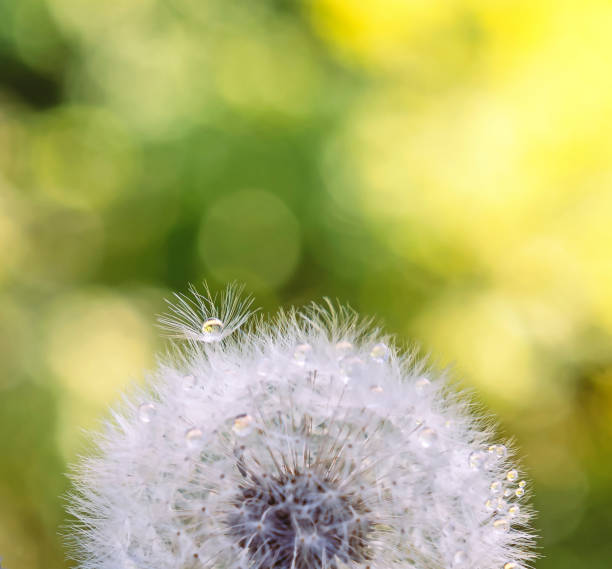 un seme di tarassaco si erge sopra gli altri con una goccia d'acqua - dandelion water dandelion seed dew foto e immagini stock