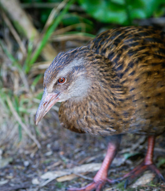 istock Weka being enticed by hand holding food. 1447554745