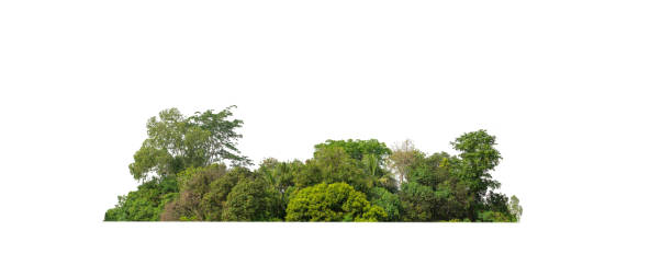 istock Green Trees isolated on white background. are Forest and foliage in summer for both printing and web pages 1447556288