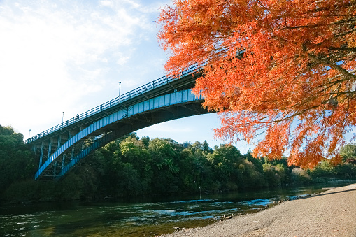 Bright fall colour tree by Victoria Bridge over Waikato River, Hamilton New Zealand