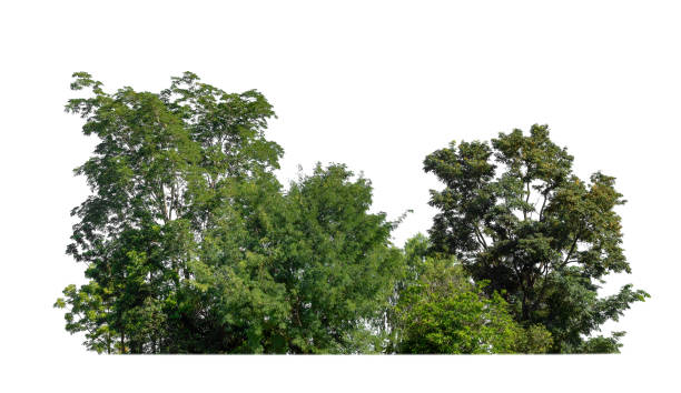 istock Forest and foliage in summer for both printing and web pages isolated on white background 1447558082