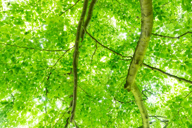 istock Native unspoiled landscape showing native trees surviving in agricultural dominated landscape environmental issues 1447560720