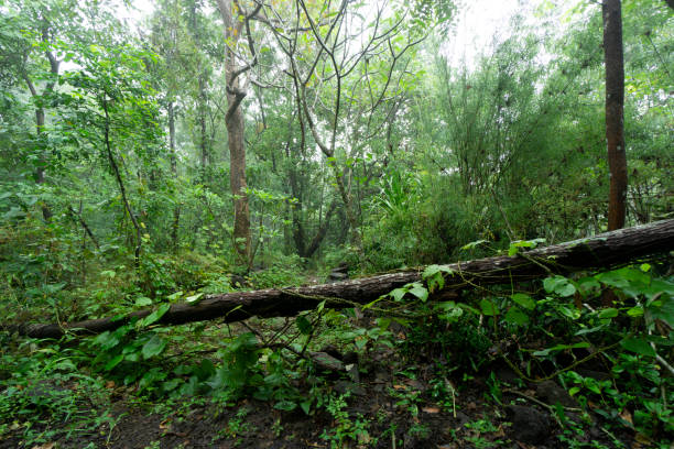 istock Native unspoiled landscape showing native trees surviving in agricultural dominated landscape environmental issues 1447560757