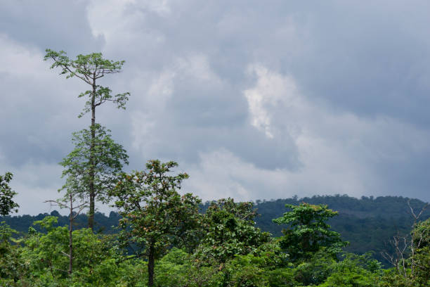 istock Native unspoiled landscape showing native trees surviving in agricultural dominated landscape environmental issues 1447560778