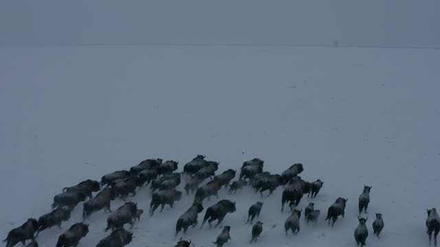 Wild bison grazing on a snowy field, taken from a quadrocopter.
