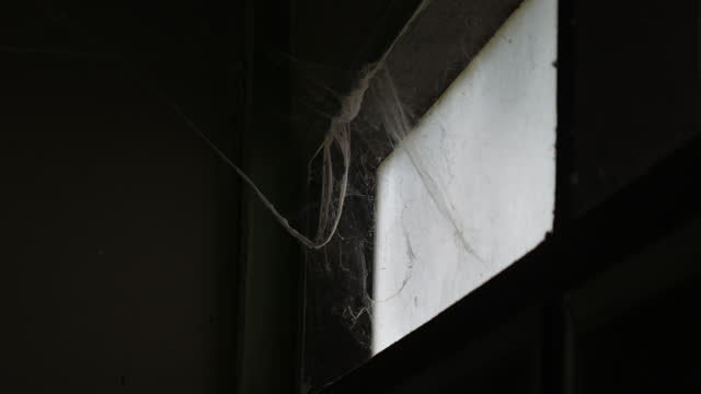 cobwebs by the window