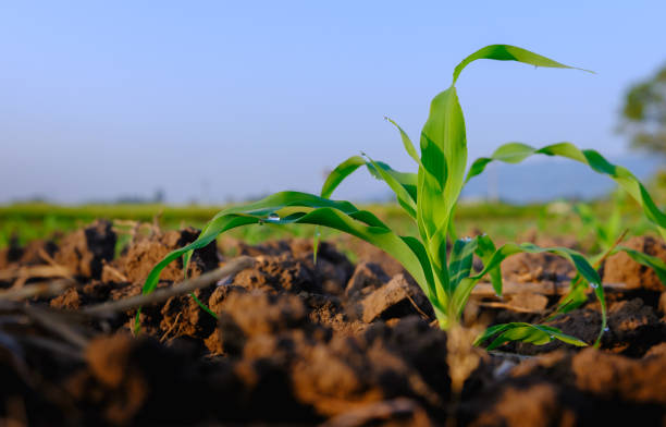 istock young maize corn crops in agricultural plantation 1447565581