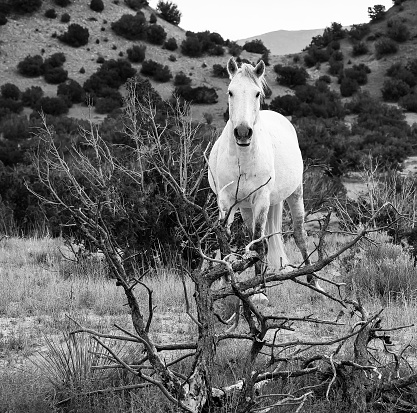 A infrared image of a horse in the fore ground and a number of cows in the background.